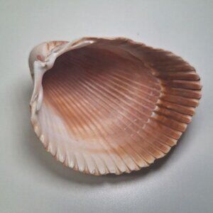 Half Clam Shell Open Trinket Tray 3.5 Inches Ocean Sea Nautical Beach